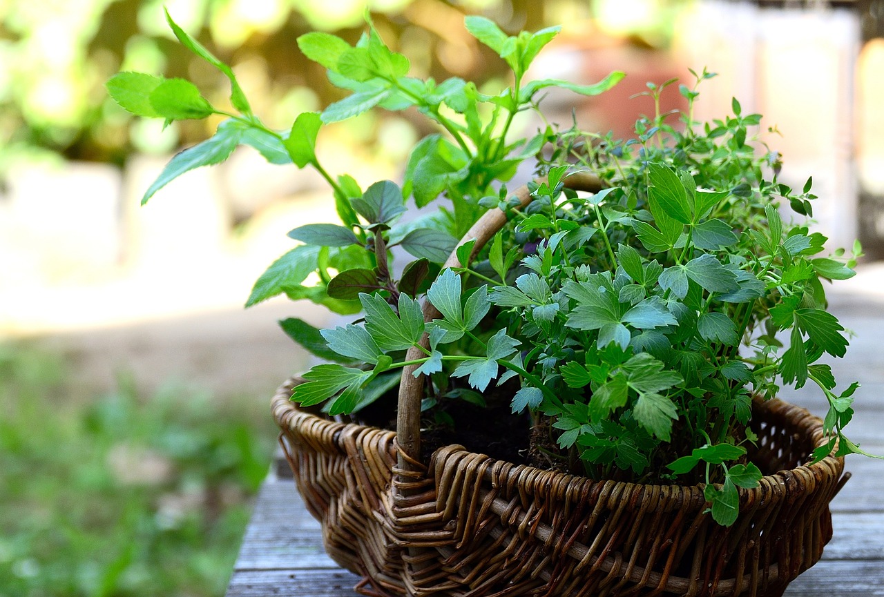 What are the Basics of Aquaponic Gardening?
